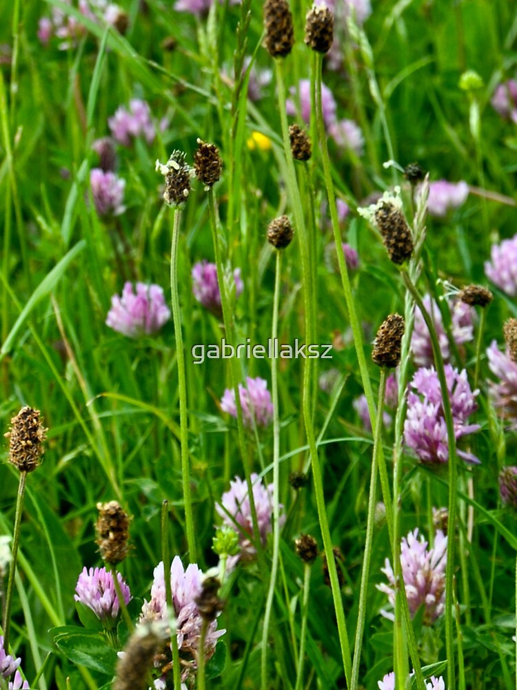Fields by gabriellaksz