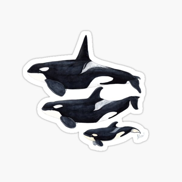 Artikel-Vorschau von  weiblich und baby

Der Orca ist der größte Delphin und ohne Zweifel der faszinierendste!

Aus einer traditionellen Aquarellmalerei auf Papier von Chloé Yzoard
Entworfen im Jahr 2014

Delphinserie.

*****
Für kundenspezifische Bestellungen, designt und verkauft von chloeyzoard.