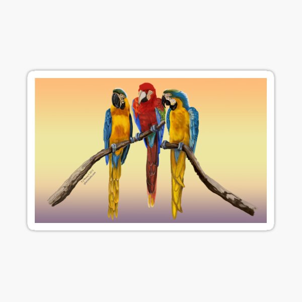 Three Central American Tropical Macaws on a Tree Branch Sticker