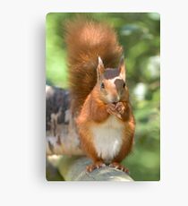 Pretty squirrel is pretty Canvas Print