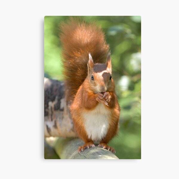 Pretty squirrel is pretty Canvas Print