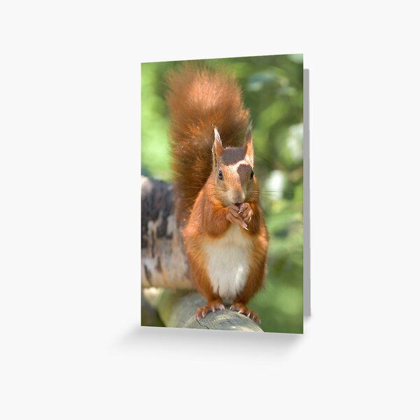 Pretty squirrel is pretty Greeting Card