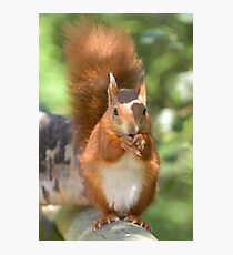 Pretty squirrel is pretty Photographic Print