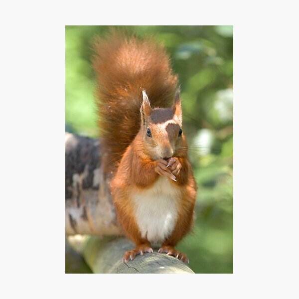 Pretty squirrel is pretty Photographic Print