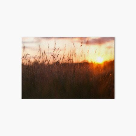 Sunset on the meadow Art Board Print