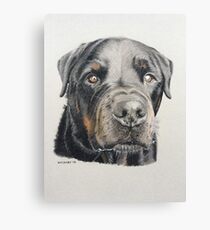 Max the beautiful Rottweiler Canvas Print