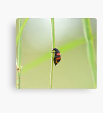 Two-banded Blister-beetle Canvas Print