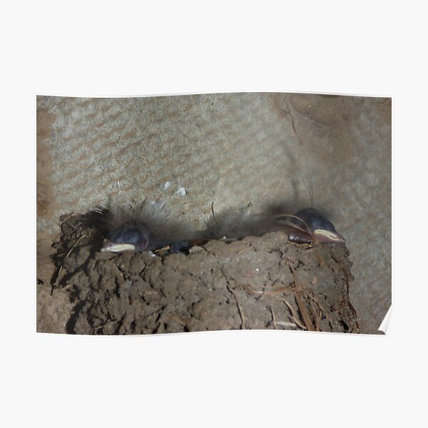 Swallow Chicks hatched Poster