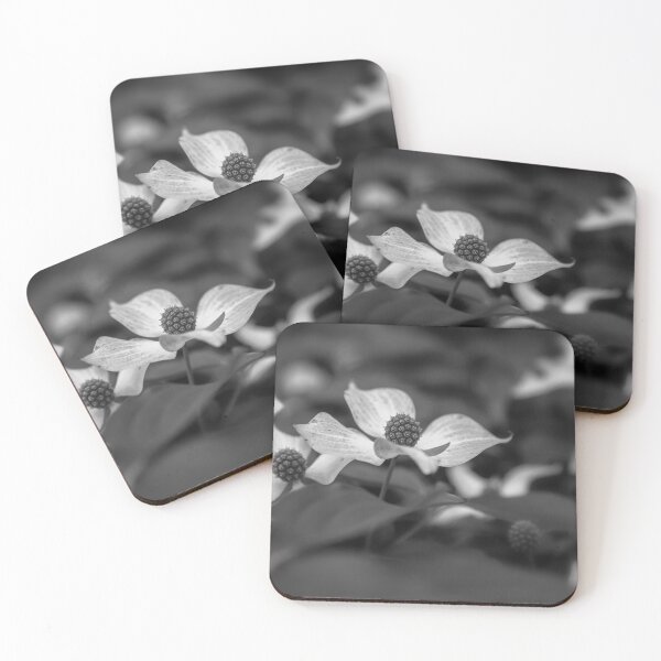 Item preview, Kousa Dogwoods bw designed and sold by jvnimages.