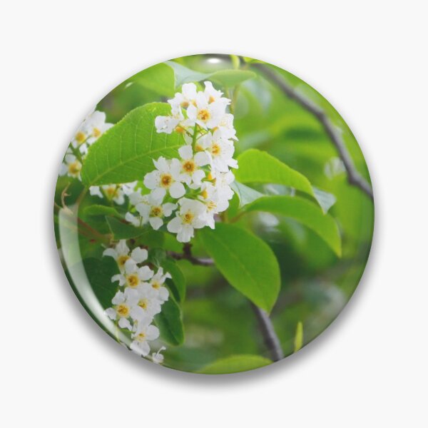 Item preview, Blossoming bird cherry. Flowers bird cherry tree. Branch of bird cherry in front of blue sky. Copy space. Flowering bird cherry tree.  designed and sold by Kizuneko.