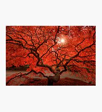 Red Lace Photographic Print