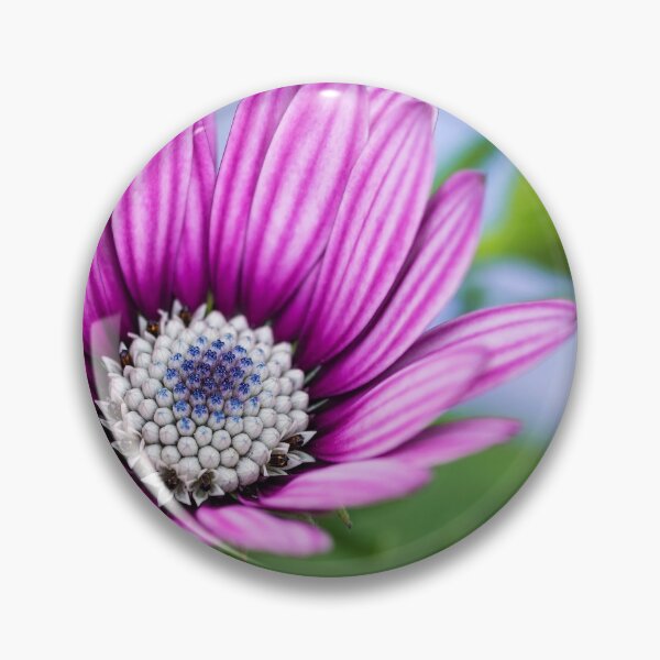 Item preview, Cape Daisy. designed and sold by John Ray.