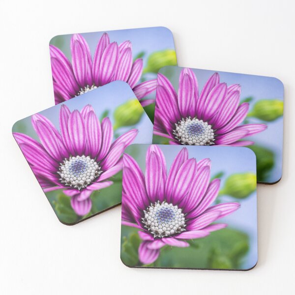 Item preview, Cape Daisy. designed and sold by John Ray.