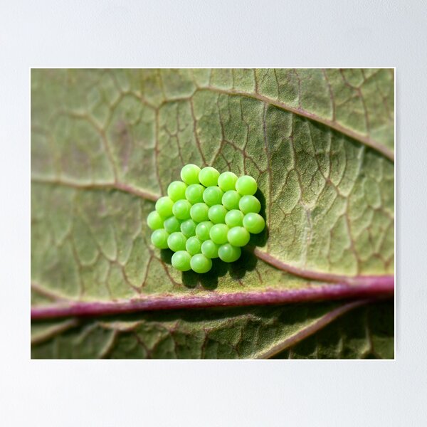 Item preview, Common Green Shield Bug Eggs designed and sold by Sue Robinson.