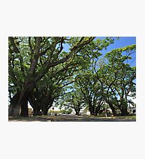 MCC Mossman Raintrees Photographic Print