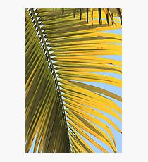 MCC Palm Photographic Print