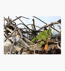 MCC Entangled Lives Photographic Print