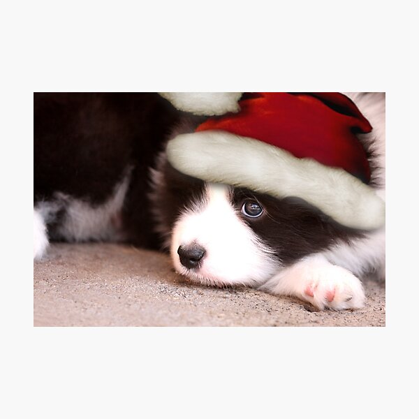 Merry Christmas Photographic Print
