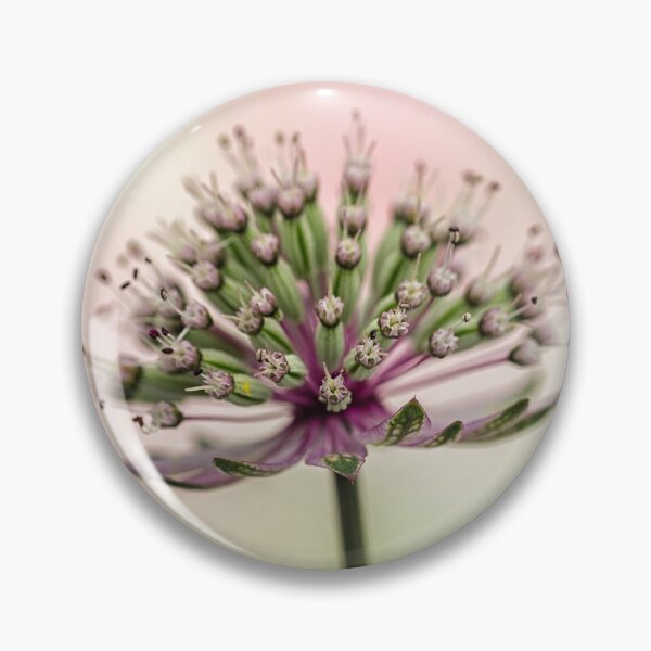Item preview,  Astrantia Major. designed and sold by John Ray.