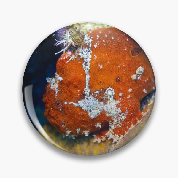 Item preview, Colorful Frogfish Friend designed and sold by Caitlin Chock.