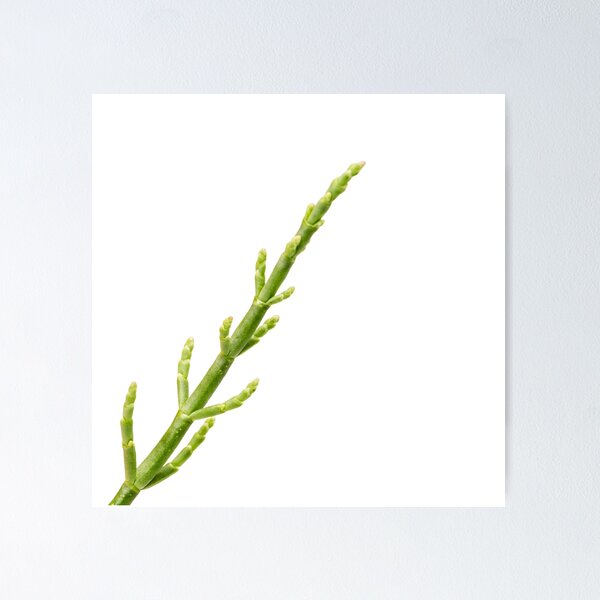 Item preview, Sea Beans designed and sold by legacyholistic.