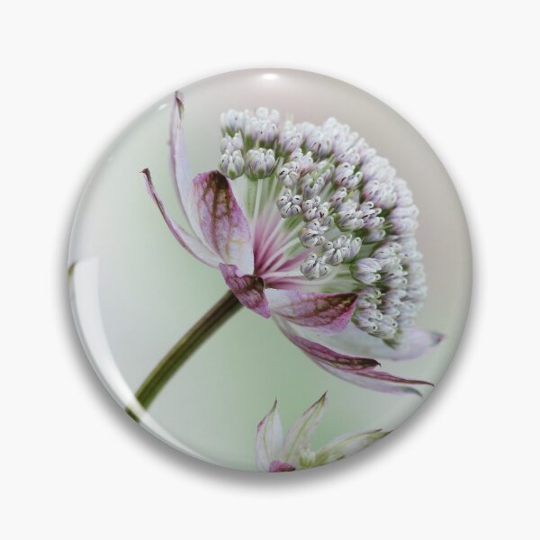 Item preview,  Astrantia Trio designed and sold by John Ray.