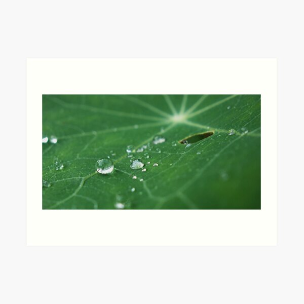 Rain Drops on Leave Art Print