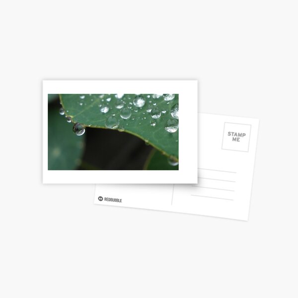 Rain Drops 2 Postcard