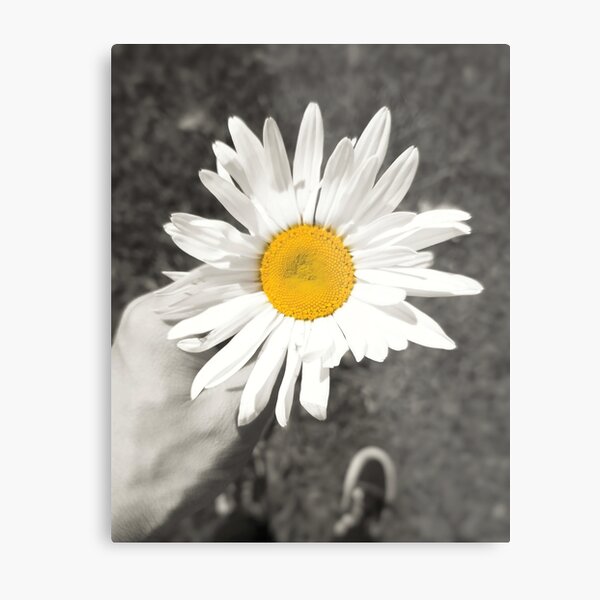 White Daisy Metal Print