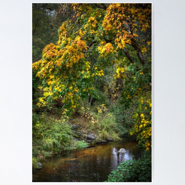 Aperçu de l'œuvre Autumn along the creek créée et vendue par Jeannie Peters.