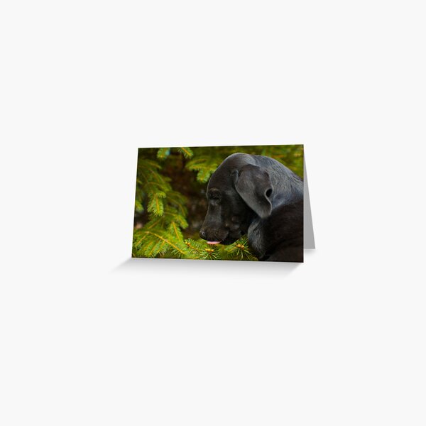 Spruce sap! Greeting Card