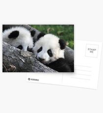 Panda feeding time Postcards