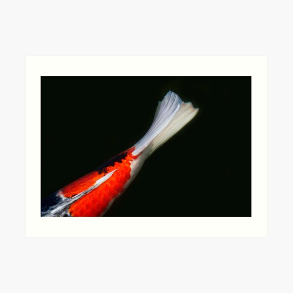 Koi Art Print