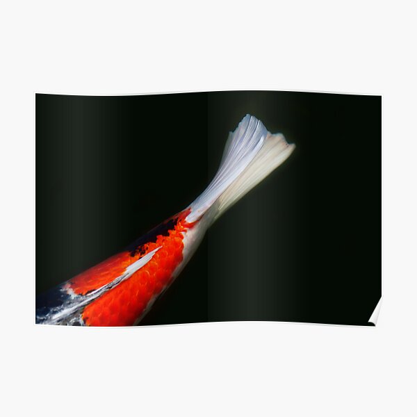 Koi Poster