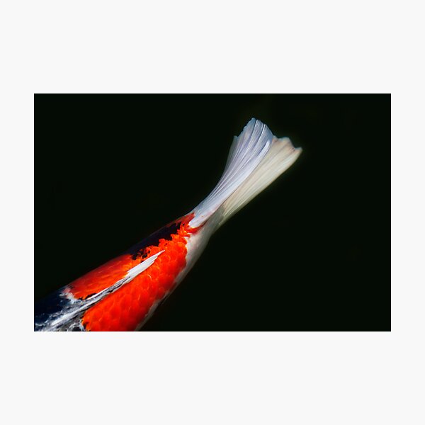 Koi Photographic Print