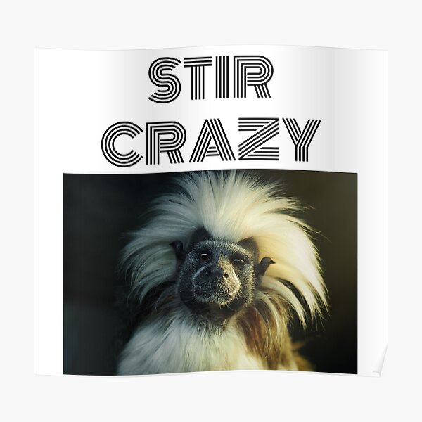 Bad Hair Day Monkey Posters Redbubble Bad Hair Day Monkey Posters Redbubble