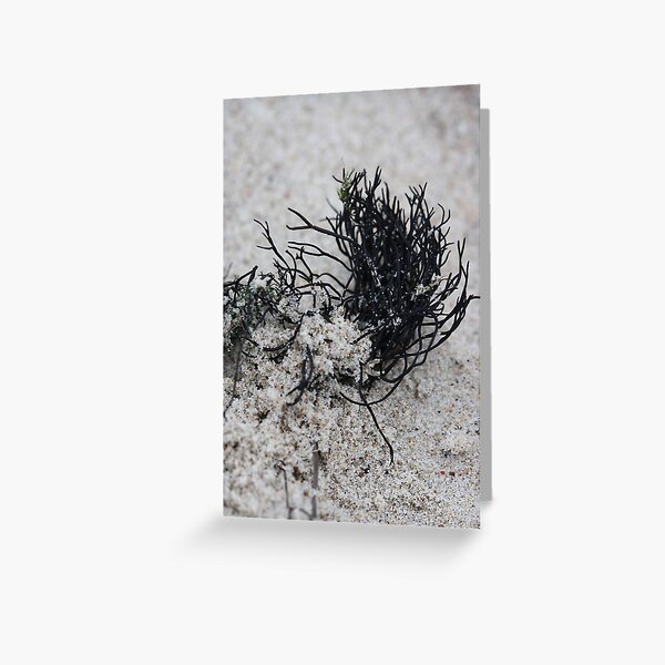 Sandy Greeting Card