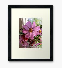 Cosmos and Sweet William Framed Print