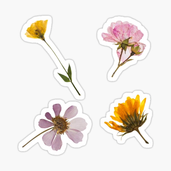 Gypsophila | Pressed Flower Sticker Gypsophila | Pressed Flower Sticker