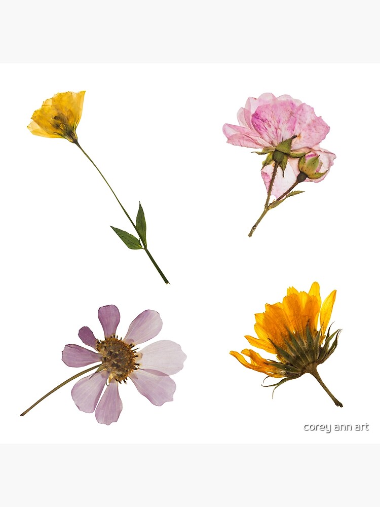 Natures Treasures Preserved: A Collection of Pressed Blooms - Pressed Dried  flowers on white background Sticker for Sale by EmeraldeaArt