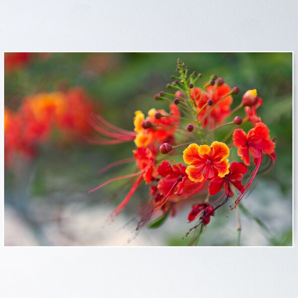 Item preview, Tropical Flowers designed and sold by Nuttee Nuttee.