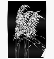 Inverted silhouette of toi toi flowers Poster