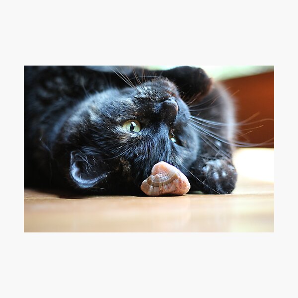 Item preview, Playing Cat designed and sold by CAPhotography.