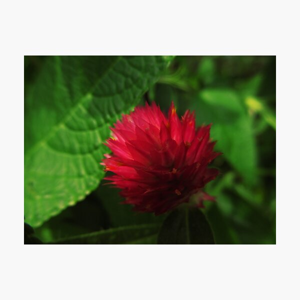 Item preview, Little Red Flower designed and sold by CAPhotography.