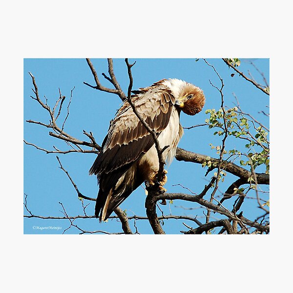 WAHLBERG'S EAGLE - Aquila wahlbergi - Bruinarend Photographic Print