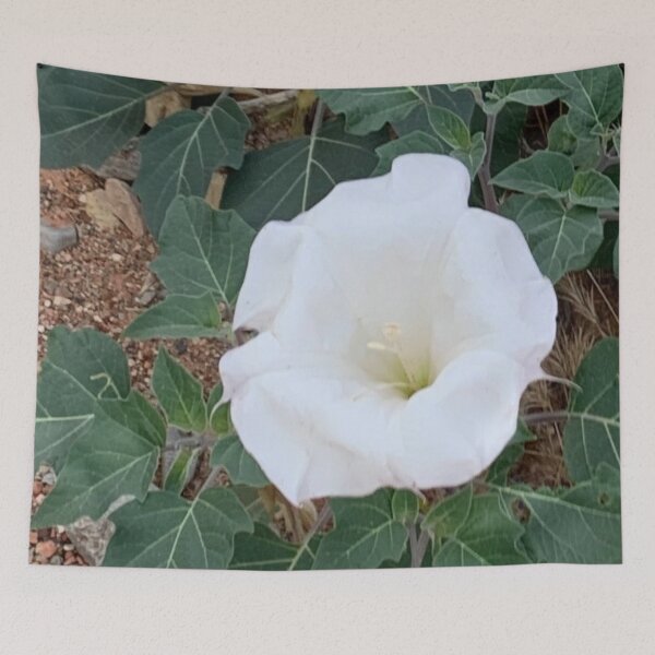 Item preview, Sacred Datura designed and sold by GraceSage.