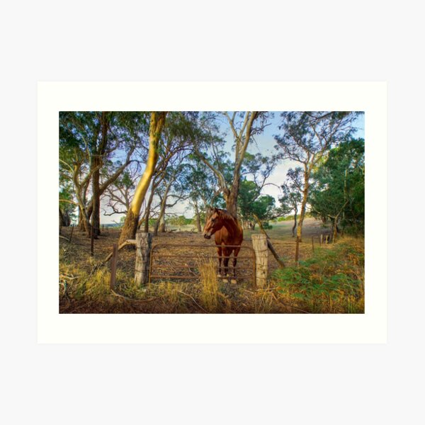 A Horse in the Adelaide Hills, South Australia Art Print