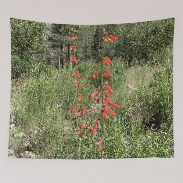 Item preview, Firecracker Penstemon designed and sold by GraceSage.
