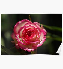 Blushing Bride Poster