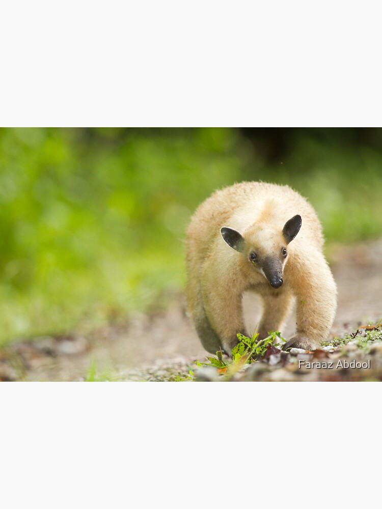  iPhone 13 Anteater T-Pose Tamandua Case : Cell Phones